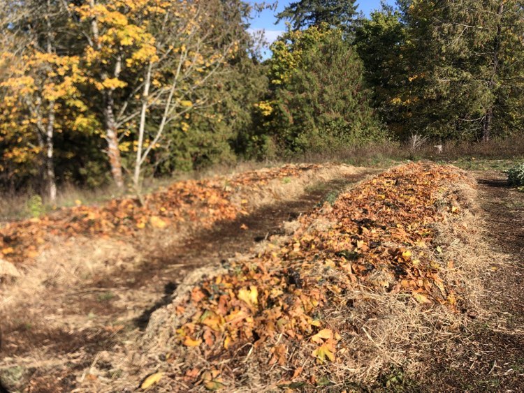 Building New Garden Beds