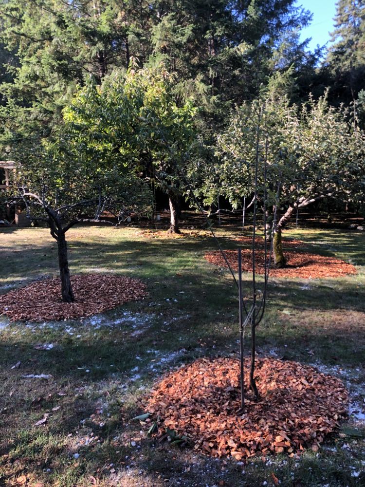 Fruit Tree Pruning