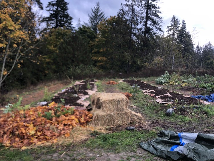 Building New Garden Beds