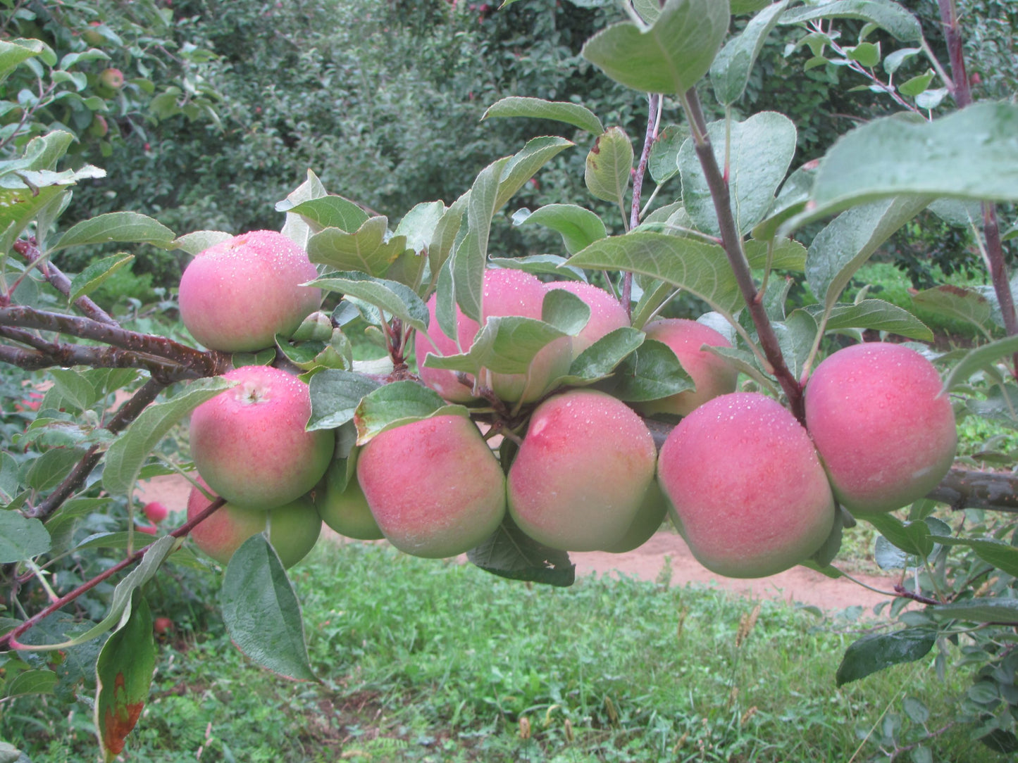 Fruit Tree Pruning