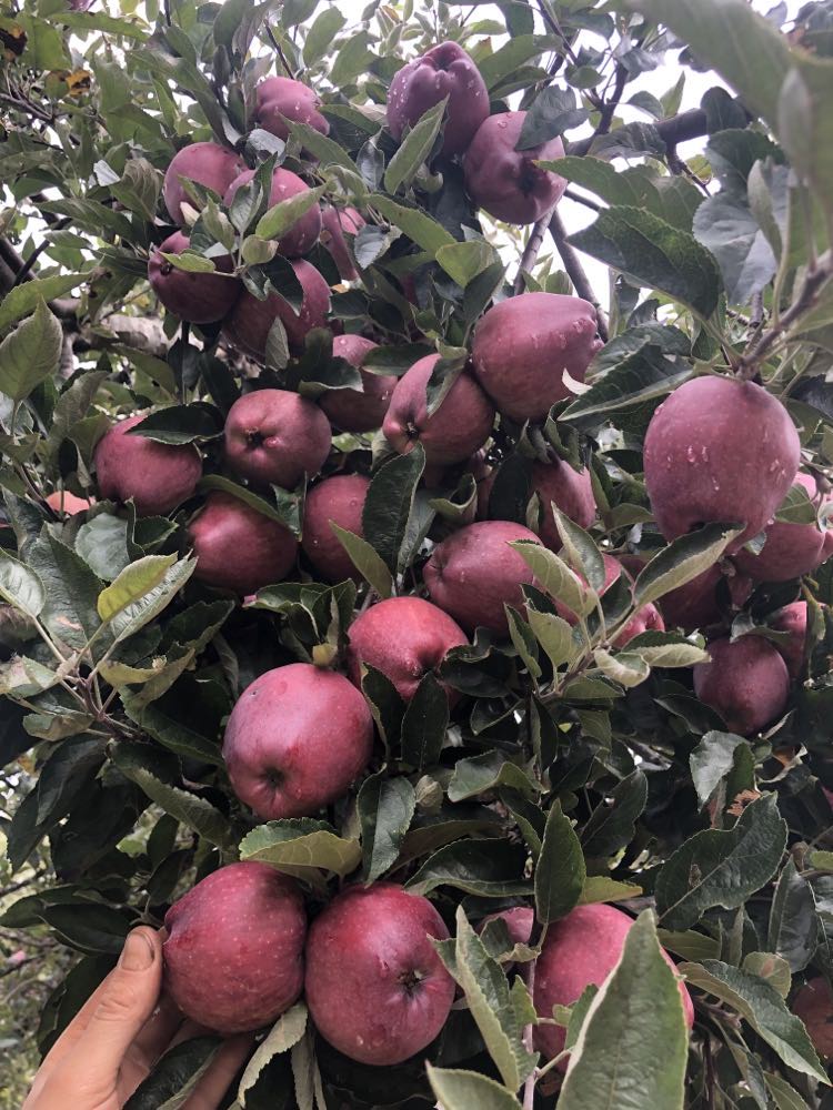 Fruit Tree Pruning