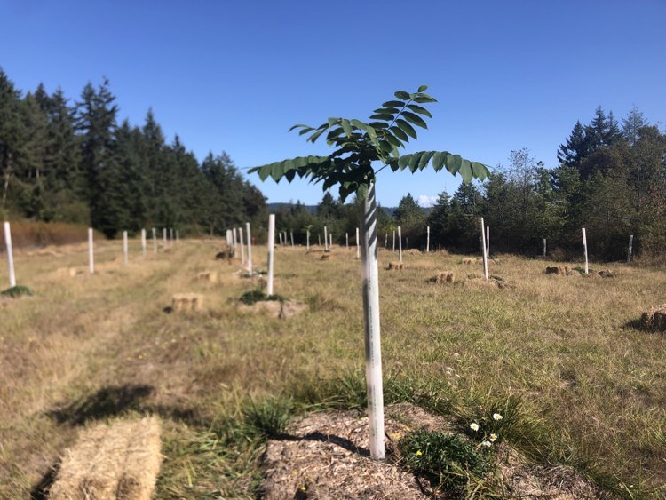 Fruit or Nut Tree Planting