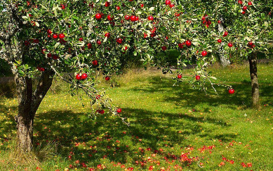 Orchard Restoration - Per Tree