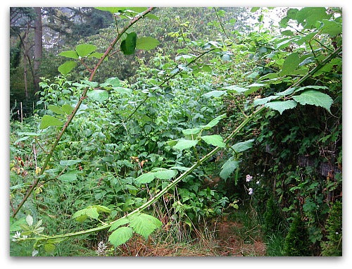 Hedge Trimming & Blackberry Clearing